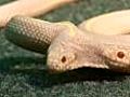 Two-headed snake wows zoo