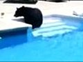 VIDEO: A bear in my pool - it’s Odd Box