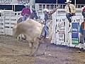 Cowboys Test Their Bull-Riding Mettle