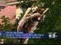 Queens Turns Into Tree Graveyard