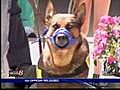 Injured police dog returns home