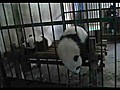 Cute Panda Escapes Jail