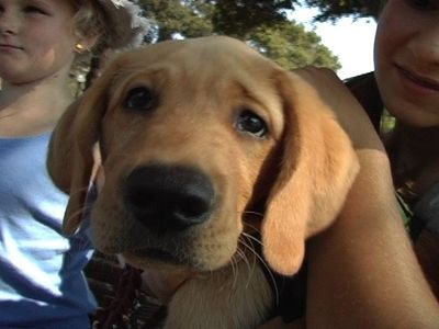 Guide Dog Puppies