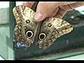 Secretos de las mariposas del mundo al descubierto