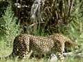 Elephant scares cheetah